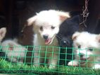 Lion Pomaneriyan puppies