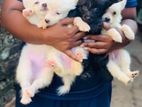 Lion Pomeranian puppies