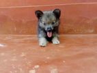 Lion Pomeranian
