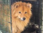 Lion Pomeranian