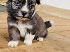 Lion Pomeranian Puppies