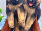 Lion Shepard Puppy