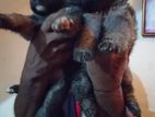 Lion Shepherd Puppy