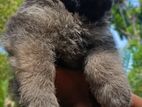 German Lion Shepherd Puppy