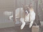 Lione Shepherd Puppy