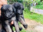 Lion Shepherd Long Coat Puppies