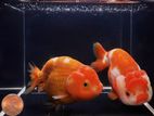 Lionhead Ranchu Goldfish
