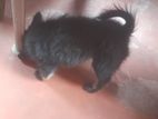 Lion Pomeranian Puppy