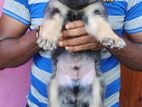 Lion Shepherd Puppies