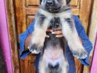 Lion Shepherd Puppy