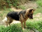 Lion Shepherd Dog