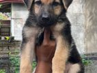 Lionsheperd Puppy