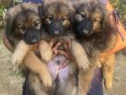 Lion Shepherd Puppies
