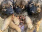 Lion Shepherd Puppies