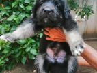 Lion Shepherd Longcoat Puppies
