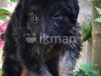 Lion Shepperd Puppy