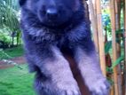 Lion Shepherd Puppy