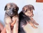 Lion Shepherd Puppies