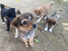 Dog Puppies for Kind Home