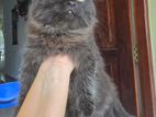 Little Black Persian Kitten