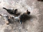 Cat for Kind Home