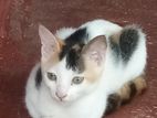 Little Cat