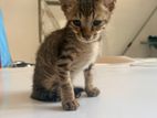 Little Cat Looking for A Home