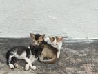 Kittens for Kind Home