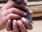 Kittens for Kind Home