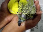 little love birds