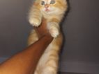Persian Kittens