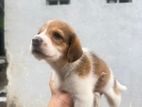 Little Puppies for Kind Home