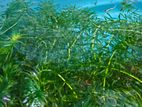 Live Aquarium Hydrilla Plants for Fish tank