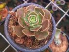 Cactus Plant
