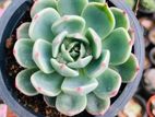 Live plants