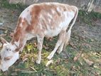 Namban Cow