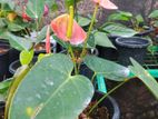 Liviyam Orange Anthurium
