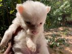 Lion Pomeranian Puppies