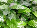 ලක් පැරකුම් වර්ගයේ කෝපි පැල