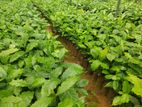 ලක්පැරකුම් ඇරබිකා කෝපි පැළ ( Lakperakum Arabica Coffee Plants )