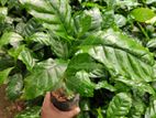 ලක්පැරකුම් වර්ගයේ කෝපි පැළ ( Lakperakum Coffee Plants )