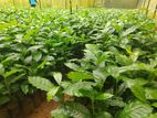 ලක්පැරකුම් වර්ගයේ කෝපි පැළ / Lakperakum Verity Coffee Plants