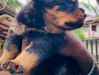 Rottweiler Puppies