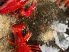 Cray Fish