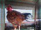 Local Hen Rooster
