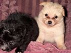Loin Pomeranian Puppies