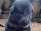 Lion Shepherd Puppy