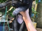 Lion Shepherd Puppies