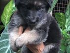 Lion Shepherd Puppy