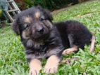 Lion Shepherd Long Coat Puppy